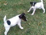 Собаки, щенки Гладкошерстный фокстерьер, цена 1300 Грн., Фото