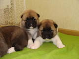Собаки, щенки Американский акита, цена 5000 Грн., Фото