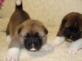 Собаки, щенки Американский акита, цена 5000 Грн., Фото