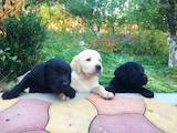 Собаки, щенки Лабрадор ретривер, цена 2850 Грн., Фото
