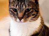 Кошки, котята Американская короткошерстная, цена 500 Грн., Фото