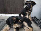 Собаки, щенки Восточно-Европейская овчарка, цена 4000 Грн., Фото