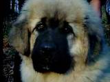 Собаки, щенята Кавказька вівчарка, ціна 9000 Грн., Фото