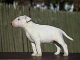 Собаки, щенки Бультерьер, цена 14000 Грн., Фото