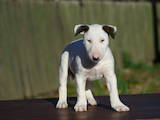 Собаки, щенята Бультер'єр, ціна 14000 Грн., Фото