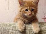 Кошки, котята Мэйн-кун, цена 3000 Грн., Фото