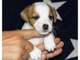 Собаки, щенята Джек Рассел тер'єр, ціна 7000 Грн., Фото