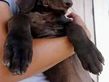 Собаки, щенки Немецкая гладкошерстная легавая, цена 12000 Грн., Фото