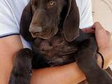 Собаки, щенята Німецька гладкошерста лягава, ціна 12000 Грн., Фото
