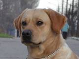 Собаки, щенята Лабрадор ретрівер, ціна 4000 Грн., Фото