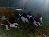 Собаки, щенки Американский акита, цена 15000 Грн., Фото