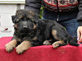 Собаки, щенки Немецкая овчарка, цена 10000 Грн., Фото
