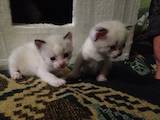 Кішки, кошенята Сіамська, ціна 200 Грн., Фото