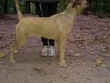 Собаки, щенята Кане Корсо, ціна 9000 Грн., Фото