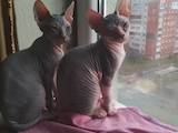 Кішки, кошенята Канадський сфінкс, ціна 2500 Грн., Фото