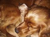 Собаки, щенята Англійський коккер, ціна 1000 Грн., Фото