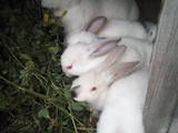 Гризуни Кролики, Фото
