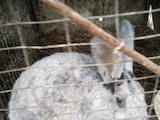 Гризуни Кролики, Фото