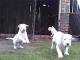 Собаки, щенки Аргентинский дог, цена 11200 Грн., Фото