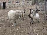 Животноводство,  Сельхоз животные Бараны, овцы, цена 4000 Грн., Фото