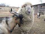 Тваринництво,  Сільгосп тварини Барани, вівці, ціна 4000 Грн., Фото