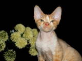 Кішки, кошенята Девон-рекс, ціна 8000 Грн., Фото