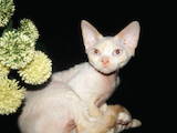 Кошки, котята Девон-рекс, цена 8000 Грн., Фото