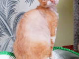 Кошки, котята Девон-рекс, цена 8000 Грн., Фото