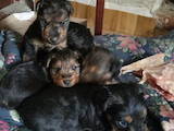 Собаки, щенята Вельштер'єр, ціна 2500 Грн., Фото