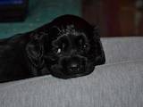 Собаки, щенята Англійський коккер, ціна 2000 Грн., Фото