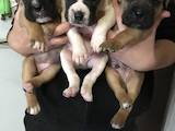 Собаки, щенята Боксер, ціна 3000 Грн., Фото