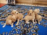 Собаки, щенки Русский спаниель, цена 1700 Грн., Фото