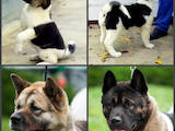 Собаки, щенята Американський акіта, ціна 1000 Грн., Фото