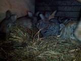 Животноводство Кролиководство, цена 120 Грн., Фото