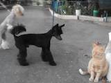 Собаки, щенята Китайська чубата собака, ціна 4500 Грн., Фото