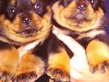 Собаки, щенята Ротвейлер, ціна 2000 Грн., Фото