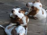 Собаки, щенки Бассет, цена 5000 Грн., Фото
