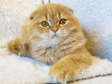 Кішки, кошенята Шотландська висловуха, ціна 8000 Грн., Фото