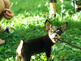 Собаки, щенята Російський гладкошерстий тойтерьер, ціна 5500 Грн., Фото