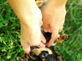 Собаки, щенки Русский гладкошерстный тойтерьер, цена 5500 Грн., Фото