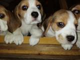 Собаки, щенки Бигль, цена 10500 Грн., Фото