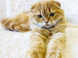 Кішки, кошенята Шотландська короткошерста, ціна 8000 Грн., Фото