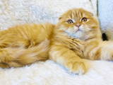 Кошки, котята Шотландская короткошерстная, цена 8000 Грн., Фото