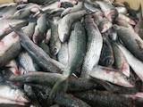Продовольствие Рыба и рыбопродукты, цена 20 Грн./кг., Фото