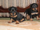 Собаки, щенки Ягдтерьер, цена 3600 Грн., Фото