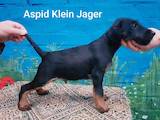 Собаки, щенята Ягдтер'єр, ціна 6000 Грн., Фото