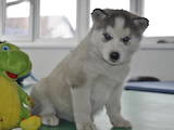 Собаки, щенки Сибирский хаски, цена 3600 Грн., Фото