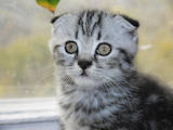 Кішки, кошенята Шотландська висловуха, ціна 4000 Грн., Фото