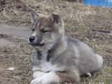 Собаки, щенки Восточно-Сибирская лайка, цена 1200 Грн., Фото