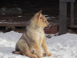 Собаки, щенки Восточно-Сибирская лайка, цена 1200 Грн., Фото